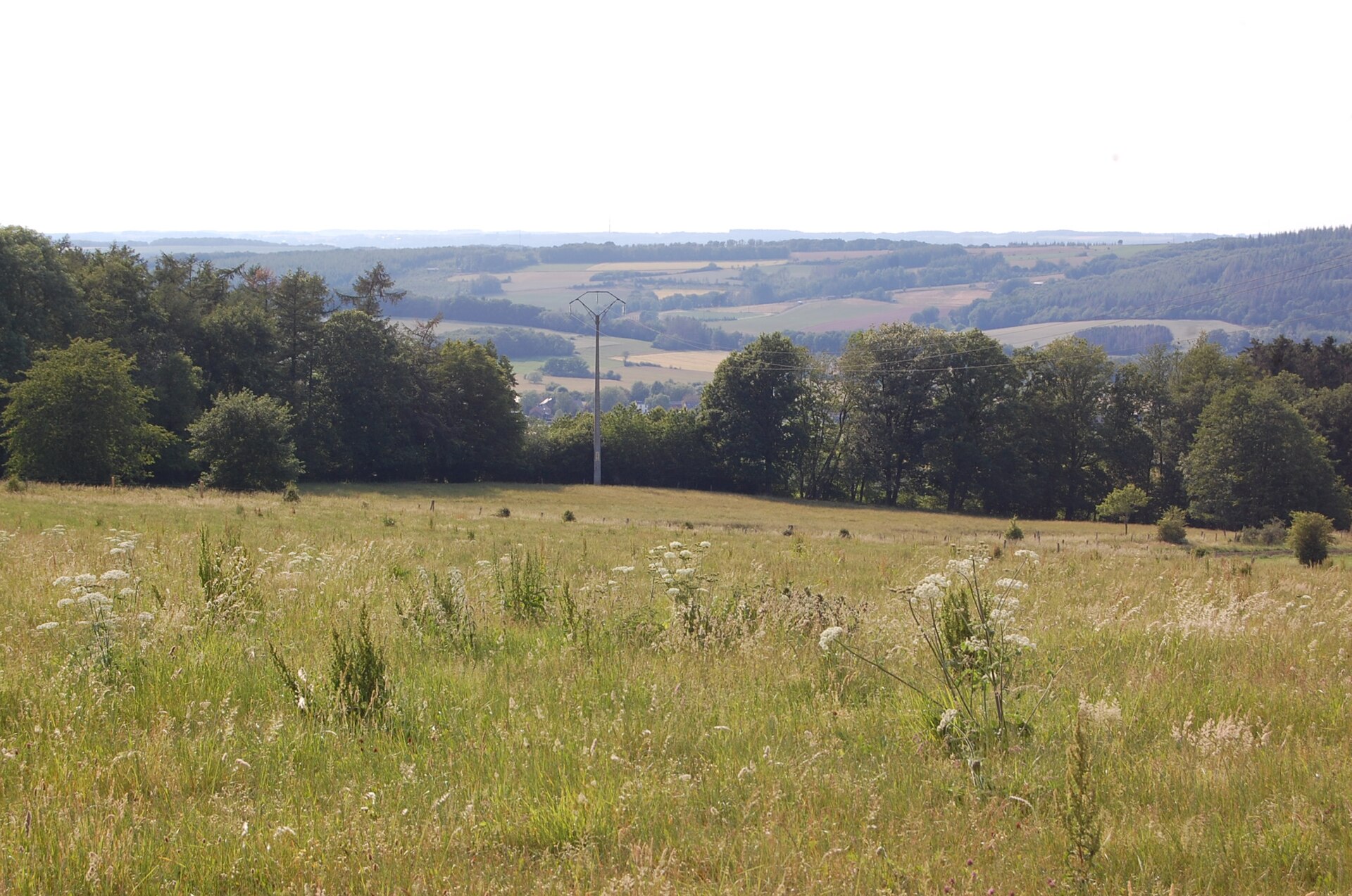 Forêt ReWild