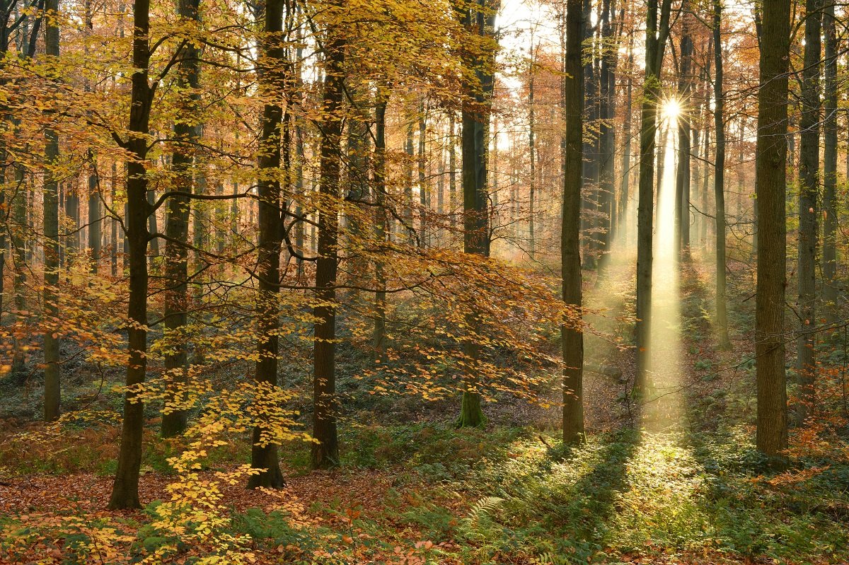 Forêt de Soignes