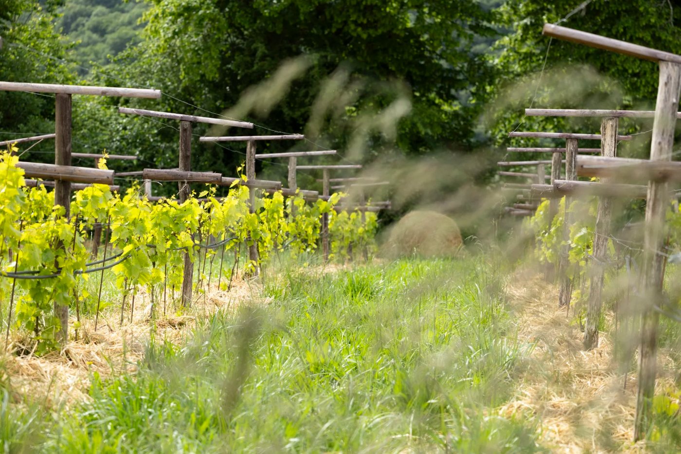 Le Bocage