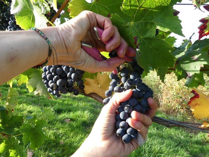 Dégustation de vins naturels