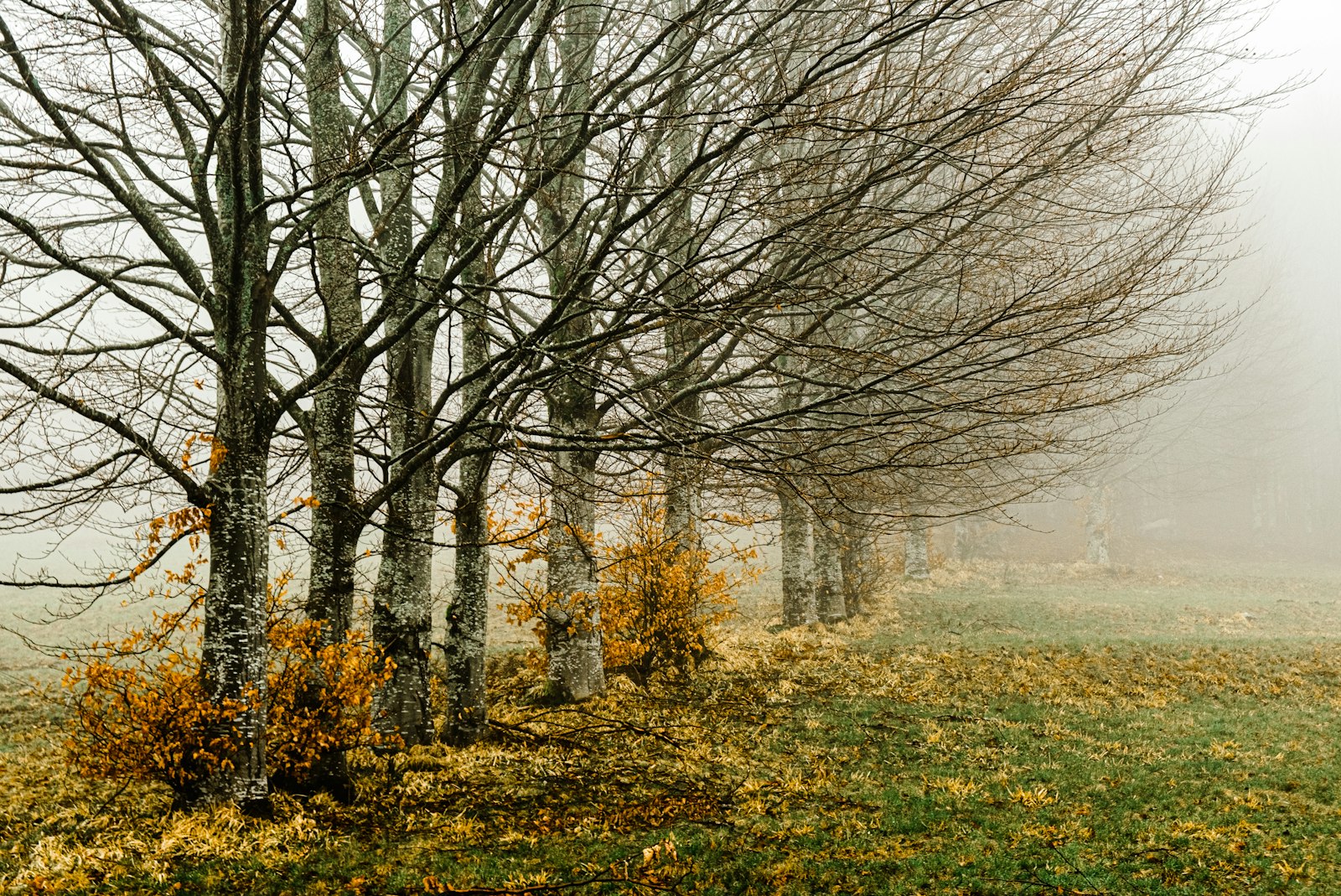 Bain de forêt